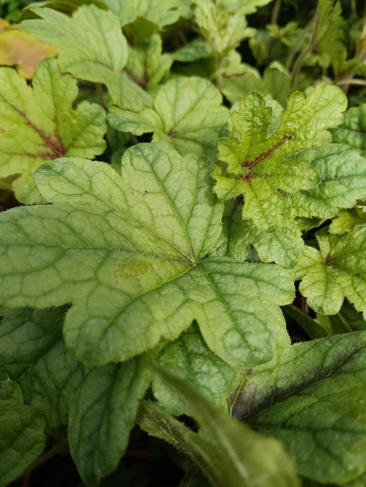 Heucherella 'Kimono'