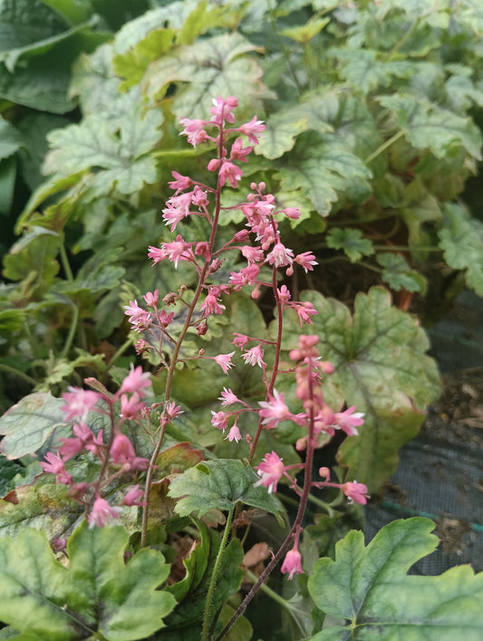 Heucherella 'Tapestry'