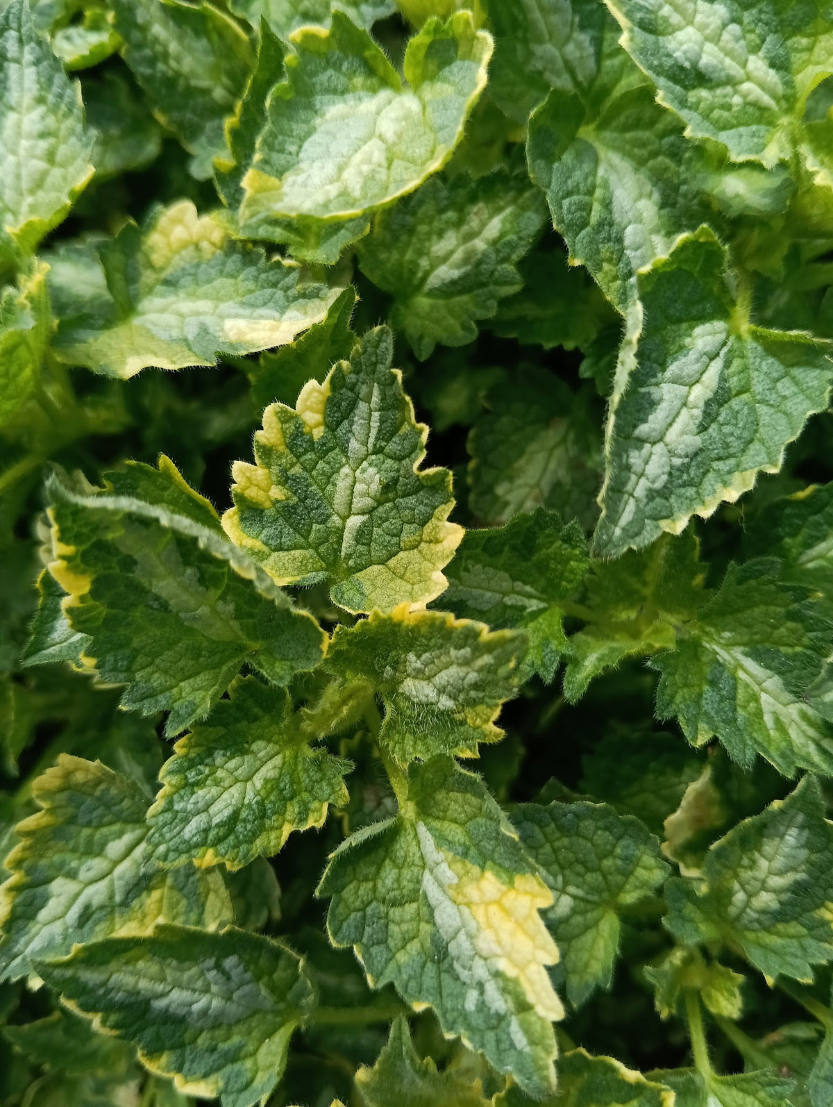 Lamium maculatum 'Golden Anniversary'