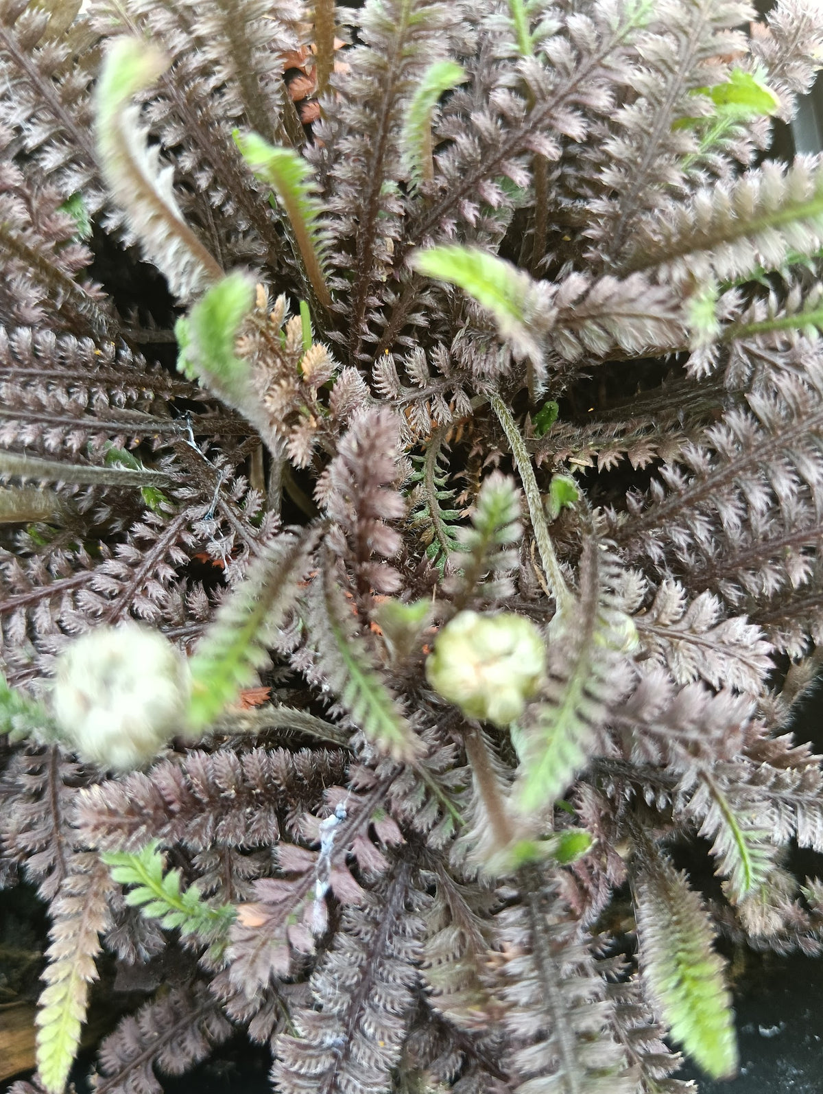 Leptinella squalida 'Platt's Black'