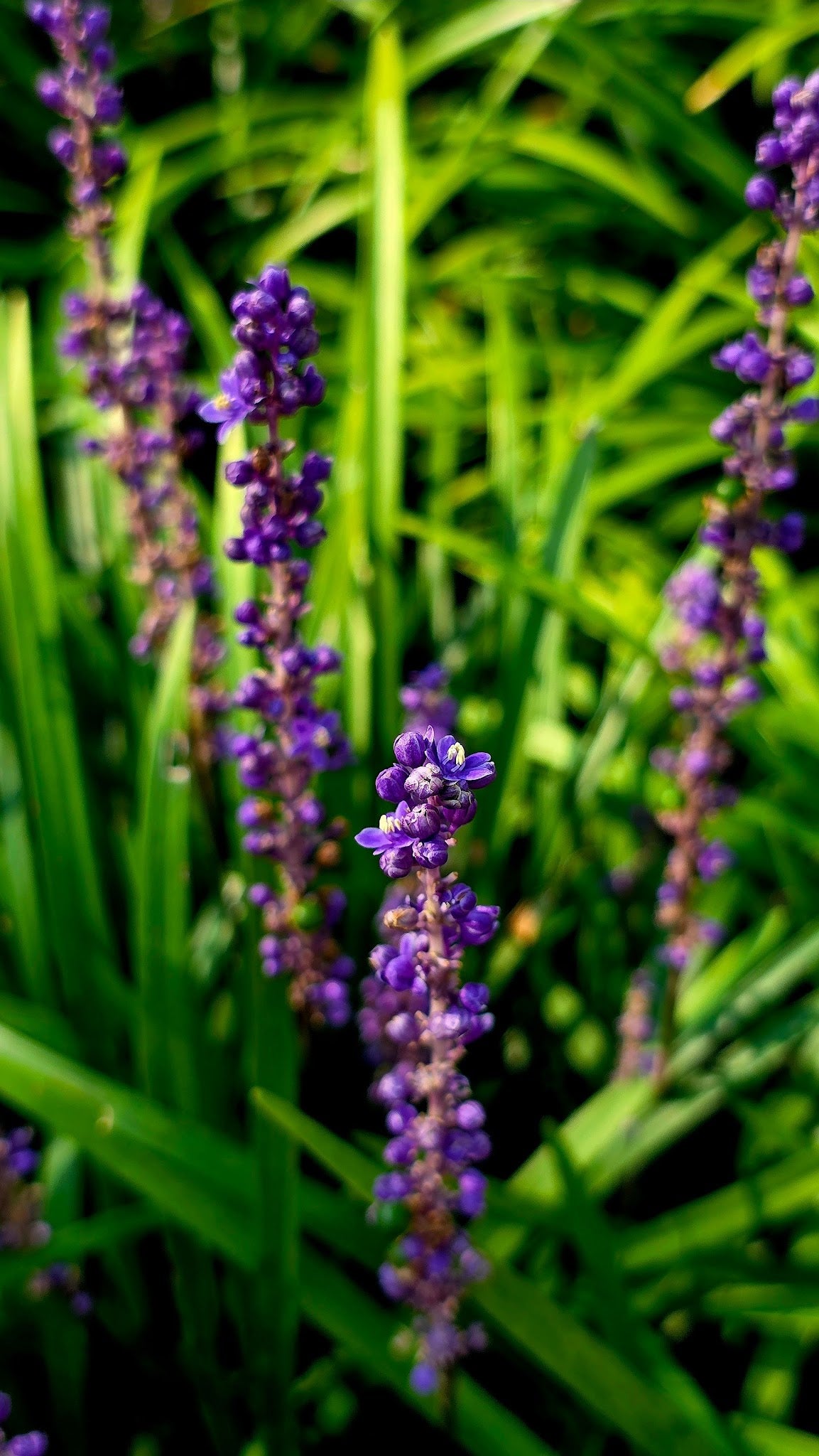 Liriope muscari