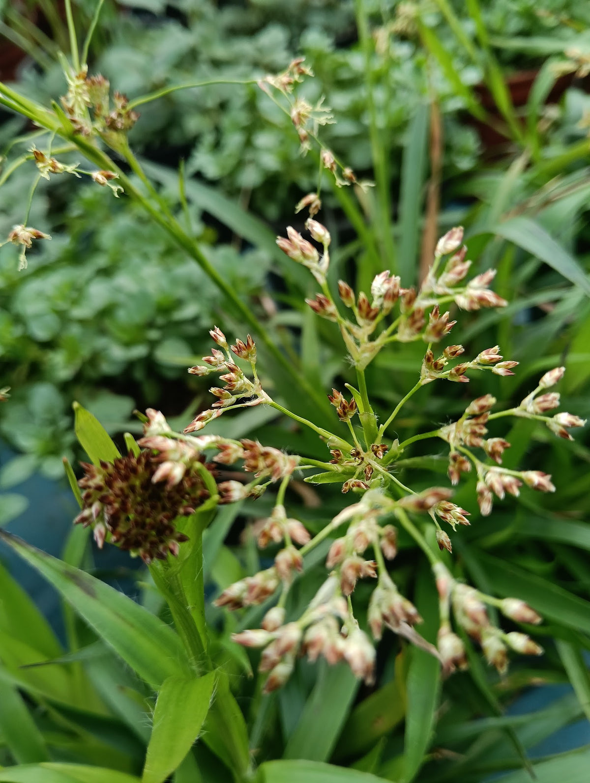 Luzula nivea