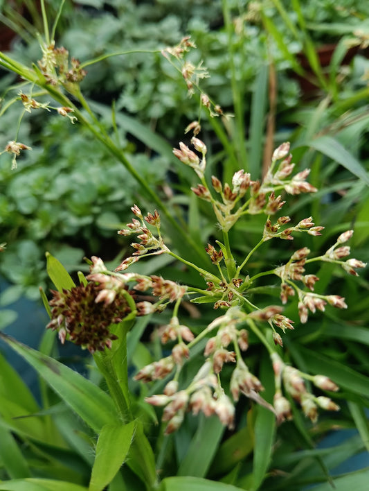 Luzula nivea