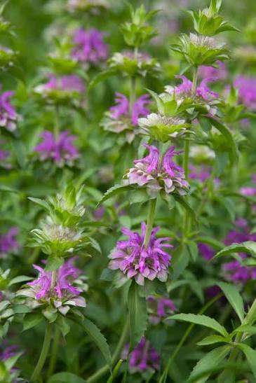 Monarda citriodora