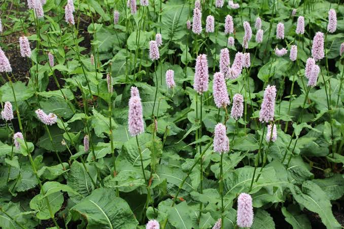 Persicaria bistorta
