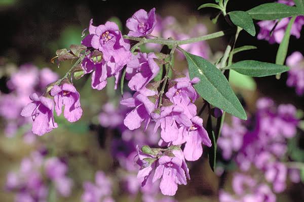 Prostanthera ovalifolia