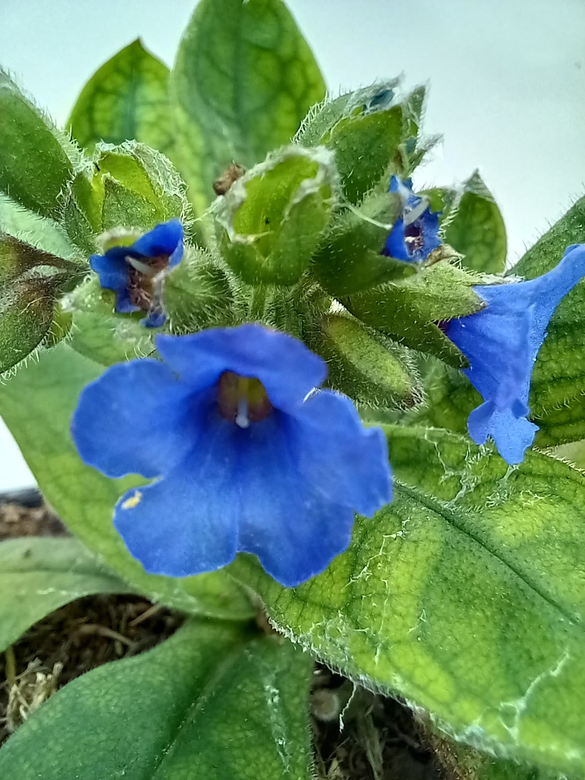 Pulmonaria 'Blue Ensign'