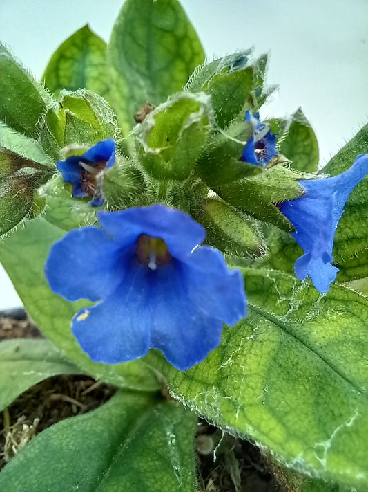 Pulmonaria 'Blue Ensign'