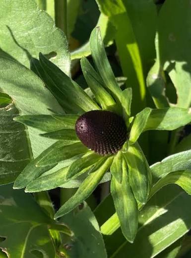 Rudbeckia occidentalis 'Green Wizard'