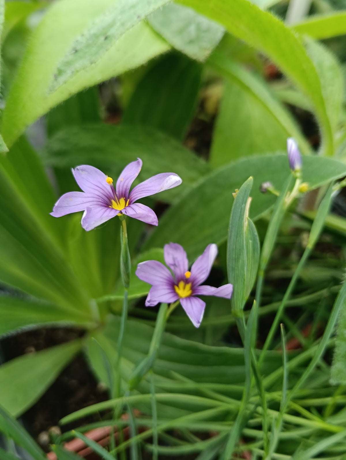 Sisyrinchium 'E.K. Balls'