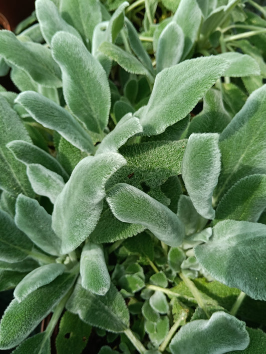 Stachys byzantina 'Silver Carpet'