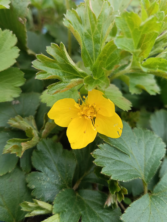 Waldsteinia ternata