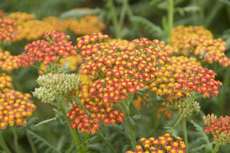 Achillea 'Walter Funcke'