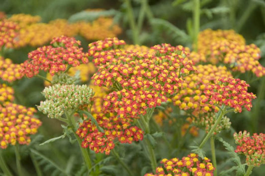 Achillea 'Walter Funcke'