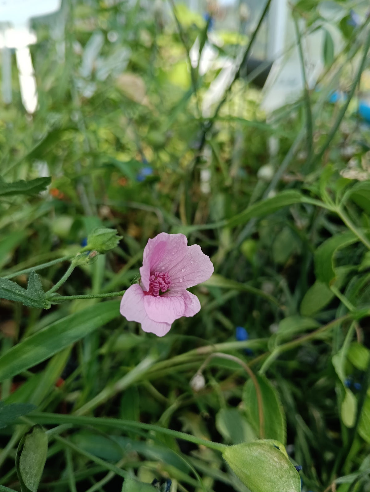 Althaea cannabina
