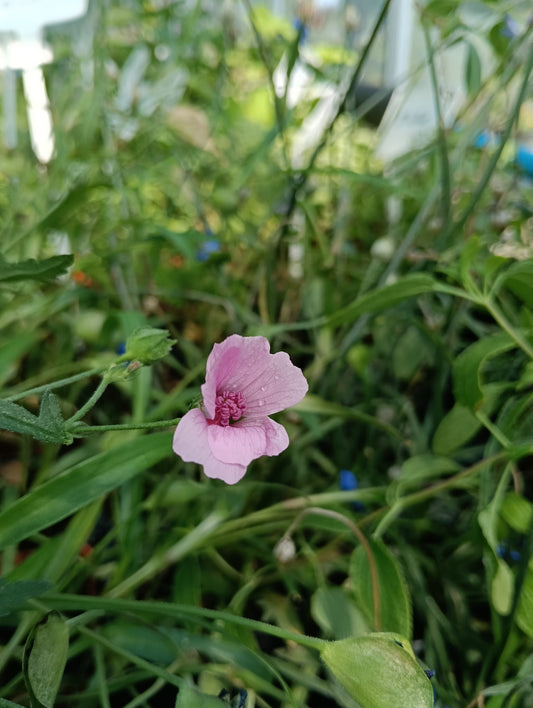 Althaea cannabina