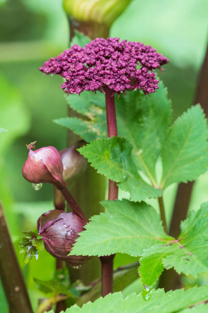 Angelica gigas
