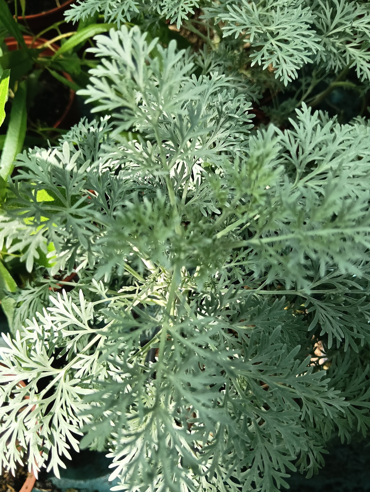 Artemisia 'Powis Castle'