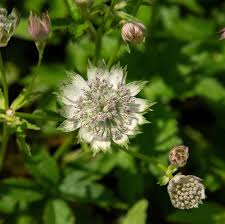 Astrantia major 'Snow Queen'