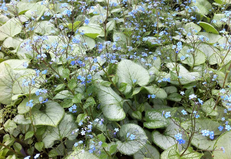 Brunnera macrophylla 'Looking Glass'