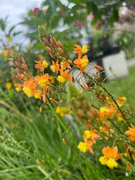 Bulbine frutescens 'Avera Sunset Orange'