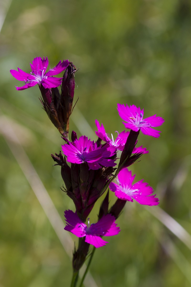 Dianthus carthusianorum