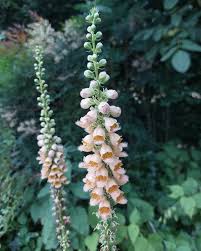 Digitalis ferruginea 'Gigantea'