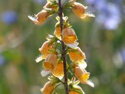 Digitalis laevigata