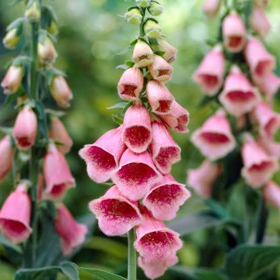 Digitalis × mertonensis - pack of 3