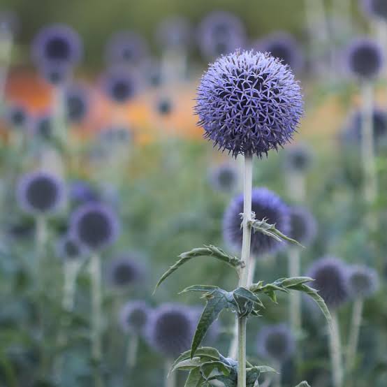 Echinops 'Veitches Blue'