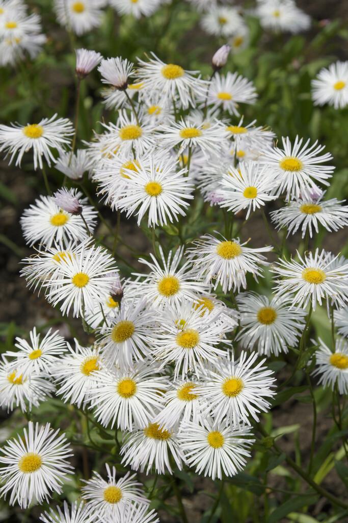 Erigeron 'Sommerneuschnee'