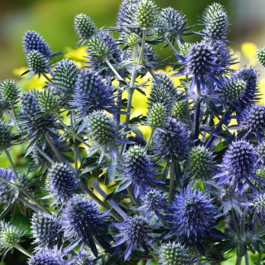 Eryngium planum