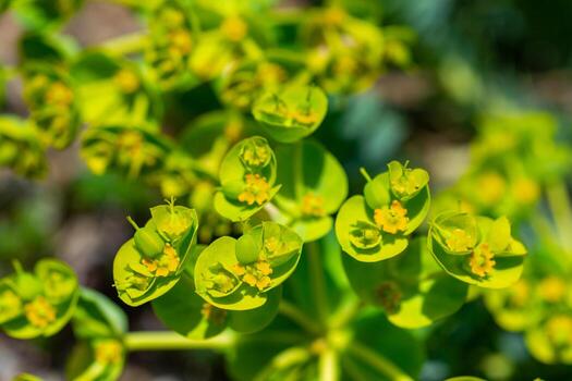 Euphorbia epithymoides
