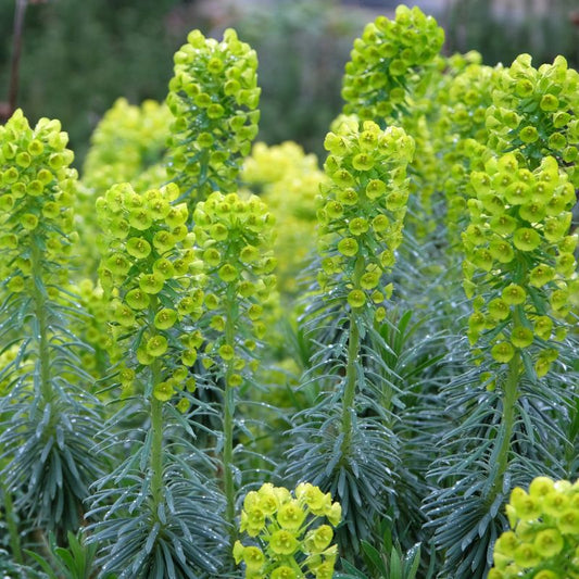 Euphorbia wulfenii