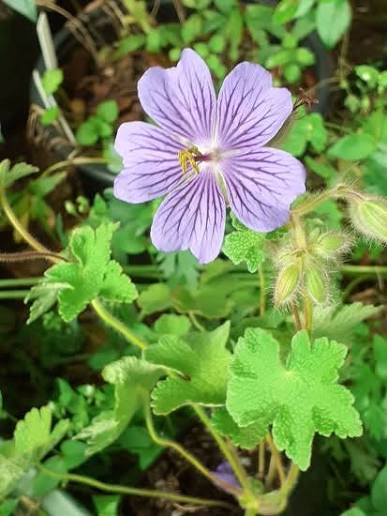 Geranium 'Philippe Vapelle'