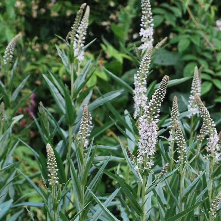 Lysimachia ephemerum