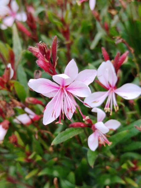 Oenothera lindheimeri 'Whirling Butterflies'