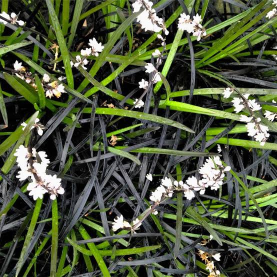 Ophiopogon planiscapus 'Nigrescens'