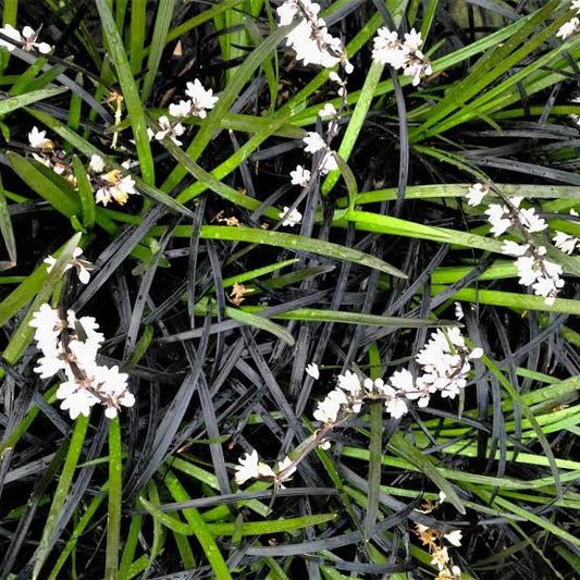 Ophiopogon planiscapus 'Nigrescens'