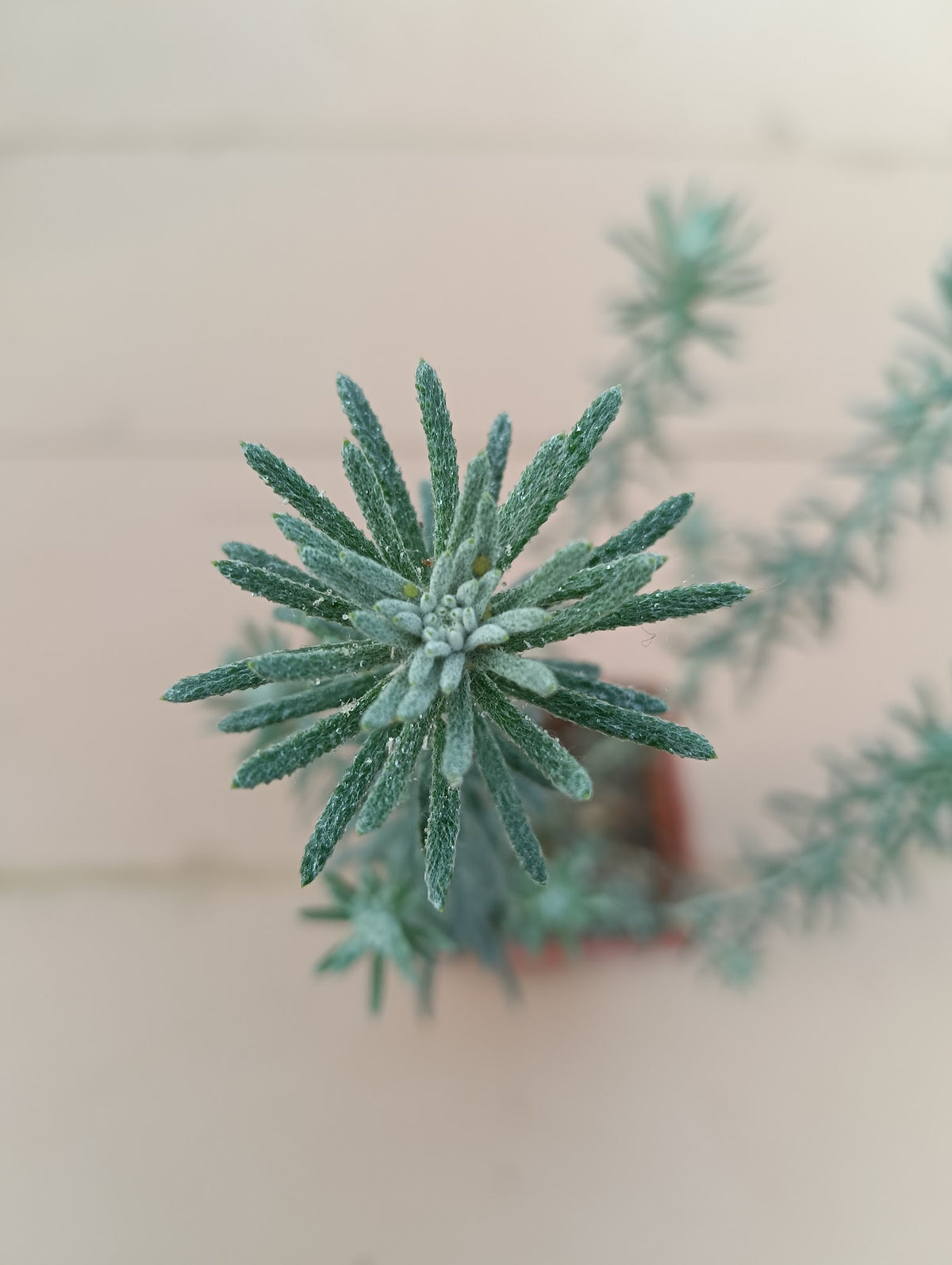 Ozothamnus rosmarinifolius 'Silver Jubilee'