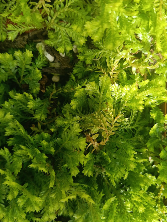 Sagina subulata