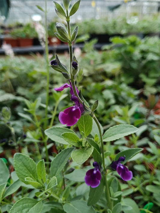 Salvia nemorosa 'Amethyst Lips'