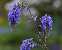 Salvia nutans