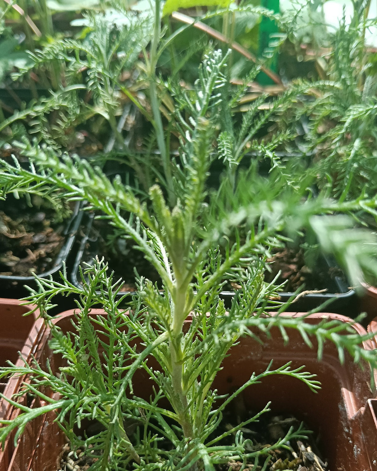 Santolina chamaecyparissus subsp. tomentosa