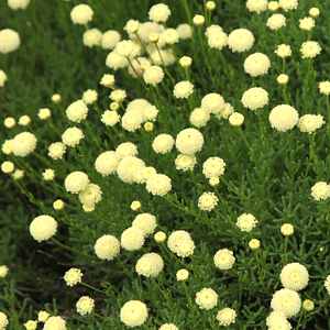 Santolina rosmarinifolia