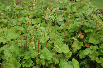 Tellima grandiflora - pack of 3