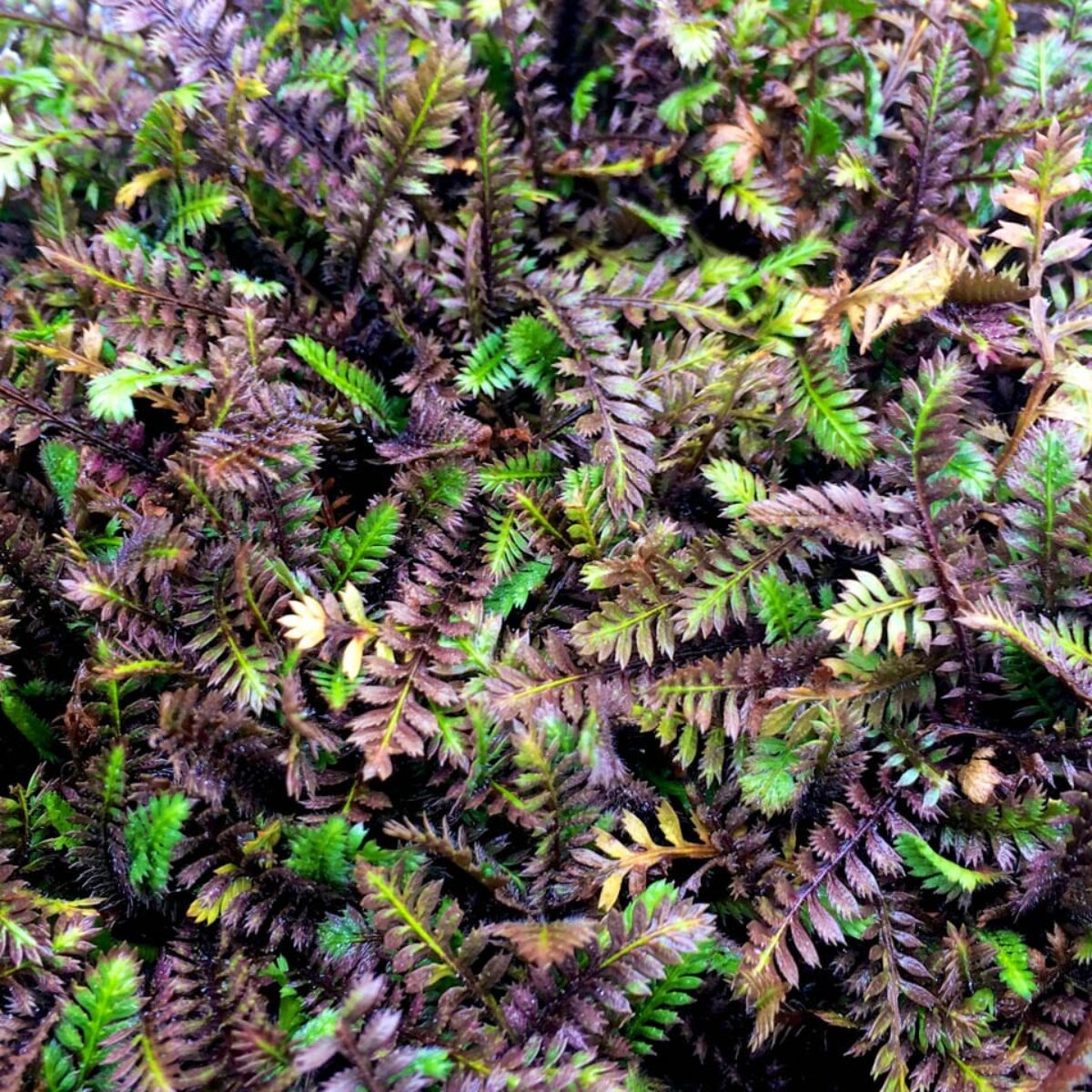 Leptinella 'Platt's Black' (3 Pack)