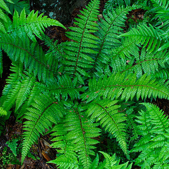 Polystichum tenuisima