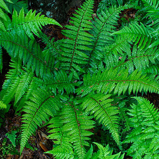 Polystichum tenuisima